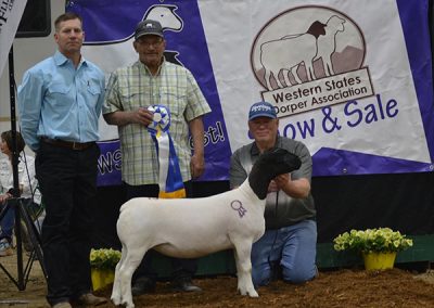 Champion Ewe
