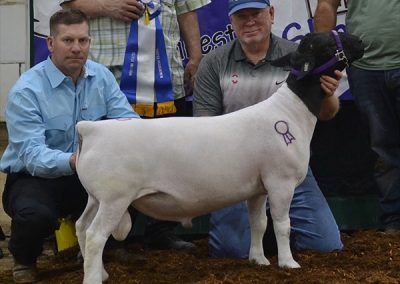 Champion Ram