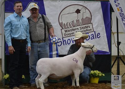 Champion White Ram